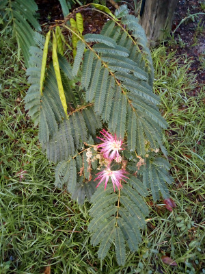 [A branch hangs down from the main trunk. Near the trunk portion oare long flat light-green seed pods growing from the stems. Closer to the outer edges of the branch are where the pink and white spiky flowers are. There are lots of leaf branches around both the blooms and the seed pods.]